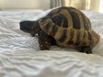 Hermanns : Male approx 5 years old (Dennis)